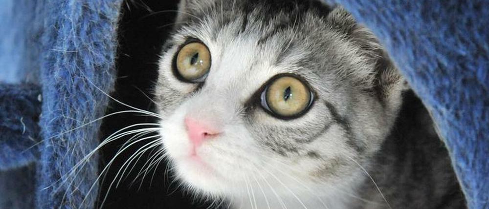 Katzen sind nicht nur niedlich, sondern könnten auch gegen die Ausbildung von Allergien helfen.