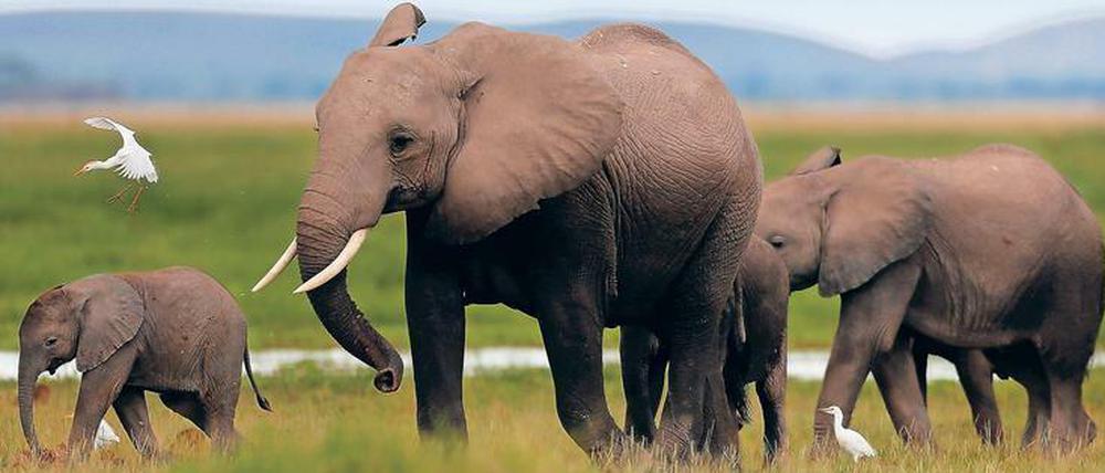 Pro Jahr werden 10.000 bis 15.000 afrikanische Elefanten von Wilderern getötet. Vor einigen Jahren war die Zahl mehr als doppelt so hoch. 
