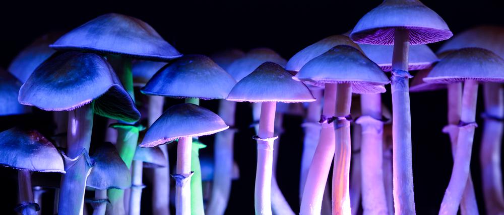 Wegen ihrer psychoaktiven Wirkung werden „Magic Mushrooms“ als Droge eingenommen. Das enthaltene Psilocybin könnte auch gegen Depressionen und Alkoholismus wirken.