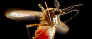 Vollgepumpt. Mit einer Blutmahlzeit kann die Mücke Aedes aegypti auch Zika-Viren aufnehmen - und später an andere Menschen übertragen. 