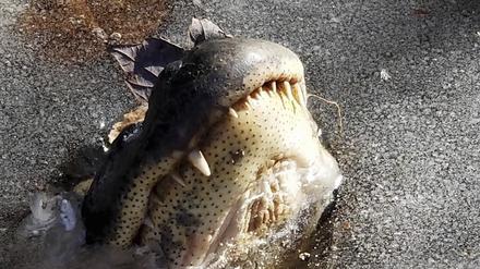 Shallotte River Swamp Park, USA, 11.01.2017, Archivbild: Alligator, der mit seiner Schnauze durch das Eis bricht. 
