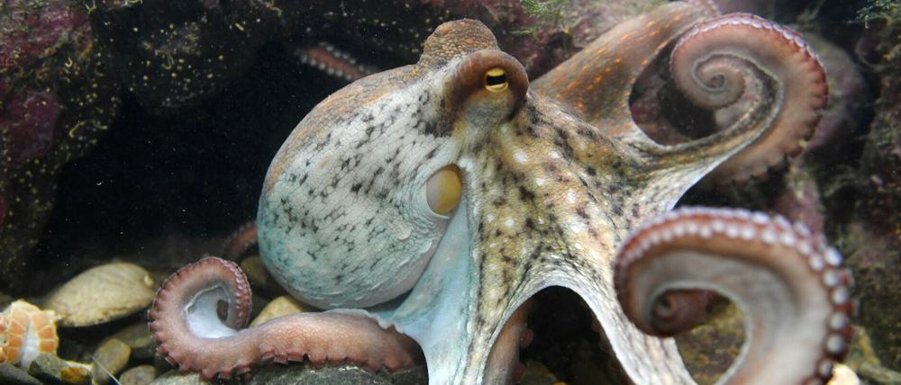Oktopusse haben ähnlich wie Menschen eine Schlafphase, in der sie tief schlafen.