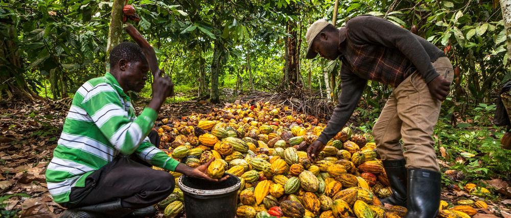 Der Kakaobauer Antoine Kakule Kihumuledi (rechts) öffnet Kakaoschoten mit einem Stock.