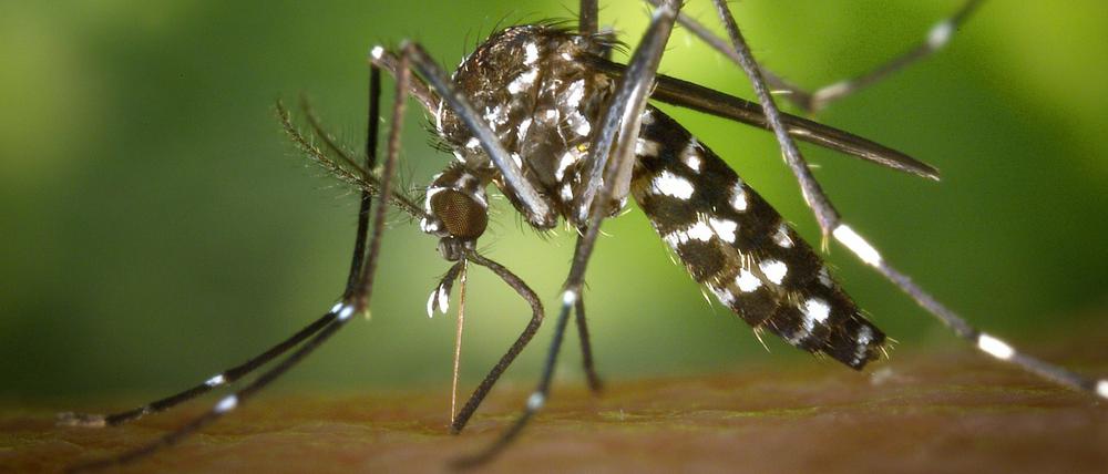 Eine weibliche Asiatische Tigermücke (Aedes albopicts)