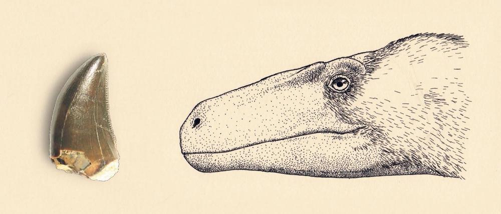 Zahn aus der Urzeit. Dieser Hauer gehörte zu einem Vorfahren des Tyrannosaurus rex. 