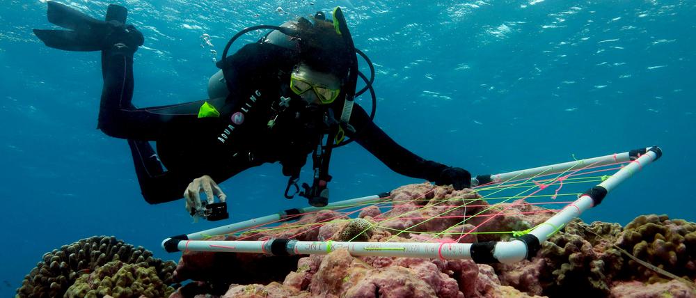 Datensammlung unter Wasser: Die Leitautorin Julia Baum untersucht die Lebensgemeinschaft eines Korallenriffs im Kiritimati-Atoll im Pazifik.