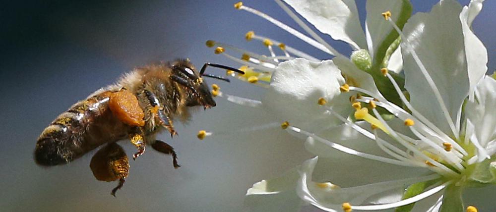 Vor allem Agrarchemikalien können in Kombination eine größere Wirkung auf das Bienensterben haben als in der Summe ihrer jeweiligen Einzelwirkungen.
