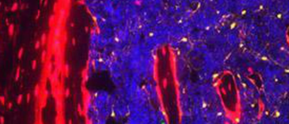 Bis ins Mark: Stammzellen des blutbildenden Systems im roten Knochenmark (blau angefärbt) sind abhängig von Signalen aus der Leber.