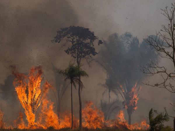 In einem Waldstück verbrennen Bäume verschiedener Arten.
