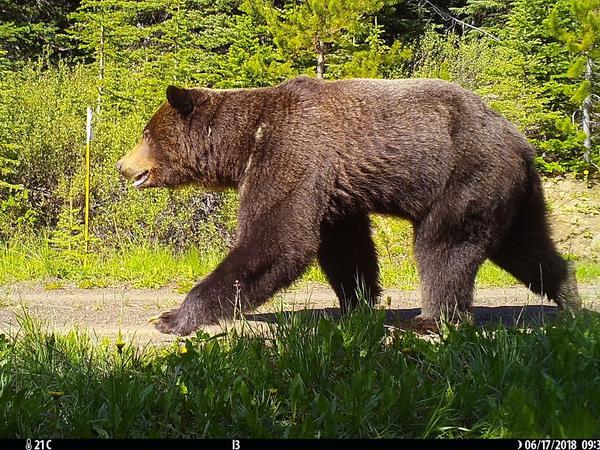 Ein Grizzlybär ist auf einer Holffällerstraße in den South Chilcotin Mountains in British Columbia in Kanada in eine Kamerafalle getappt.