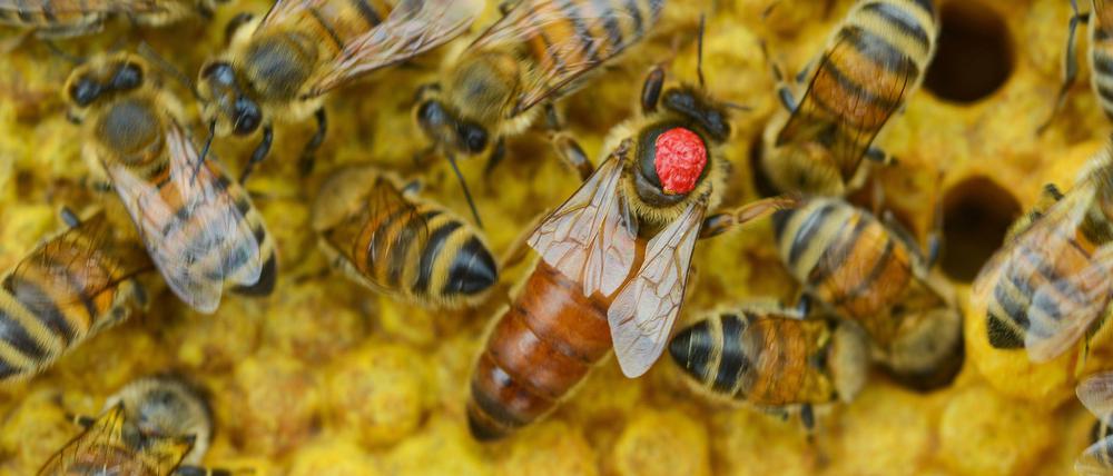Herrscherin. Eine Brutwabe mit mehreren Bienen und ihrer Königin, die mit einem roten Punkt markiert ist. 
