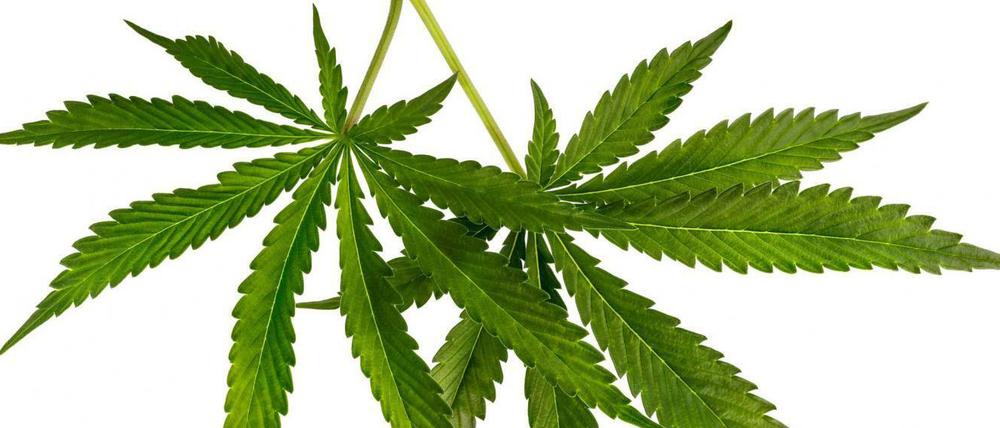 Cannabis-Blätter.