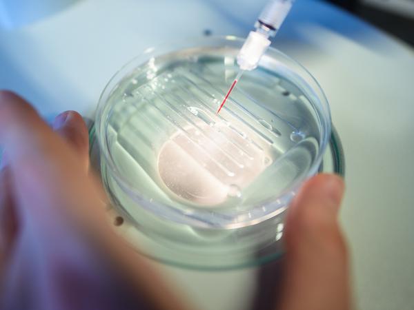 Eine Mitarbeiterin wendet das CRISPR/Cas9-Verfahren in einem Labor des Max-Delbrück-Centrums für Molekulare Medizin an.