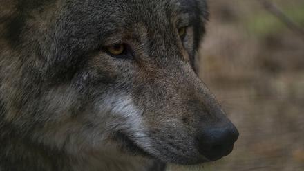 Seit über 20 Jahren sind wieder Wölfe in Deutschland heimisch und ihre Zahl wächst.