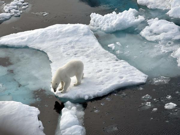Noch gibt es schätzungsweise 25.000 Exemplare von Ursus maritimus im Nordpolarmeer. Doch sie sind für die Robbenjagd auf geschlossene Eisdecken angewiesen, die aufgrund der Erderwärmung immer kleiner wird. 