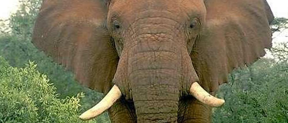Begehrte Beute. Wegen ihrer Stoßzähne werden Elefanten illegal gejagt. Ihr Bestand nehme jährlich um zwei Prozent ab, berichten Wissenschaftler.