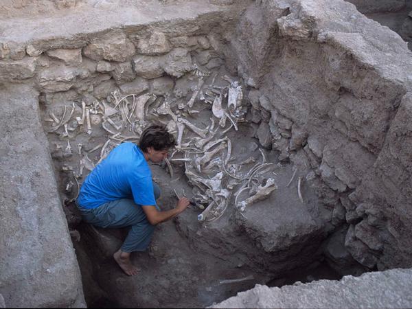 Jill Weber vom University Museum of Archaeology and Anthropology im US-amerikanischen Philadelphia beim Ausgraben von Kunga genannten Esel-Hybriden, die vor rund 4500 Jahren in Umm el-Marra im Norden des heutigen Syriens begraben wurden.