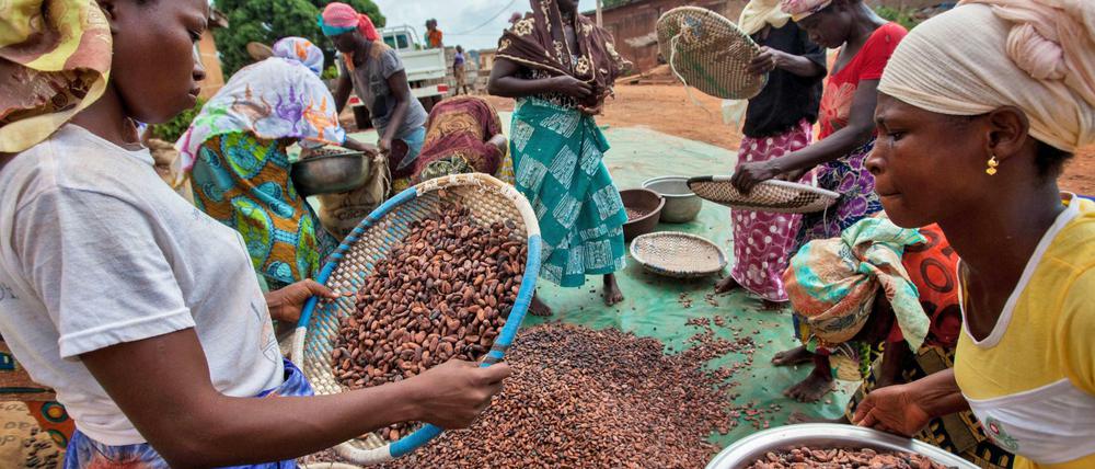 Handelsinitiativen wie TransFair versuchen die Produktionsbedingungen zu verbessern, vor allem über angemessene Preise für Produkte wie Kakao, hier aus Elfenbeinküste.