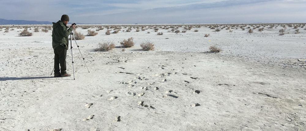 Spuren im "White Sands National Monument", einem Nationalpark in New Mexico, zeugen wohl von einem Kampf Mensch gegen Riesenfaultier.
