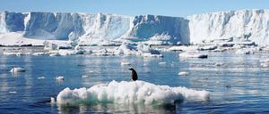Ein Pinguin steht auf einer schmelzenden Eisscholle in der Antarktis.