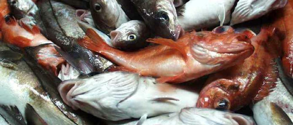 Fische werden oft nicht dort gefangen, wo sie geschlüpft sind. Das verkompliziert internationale Regulierungen. 