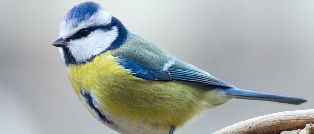 Gut zu identifizieren - und sicher auch deshalb regelmäßig unter den Top 3 der Wintervögel: die Blaumeise (Archivfoto aus dem Januar 2012 im brandenburgischen Sieversdorf, Oder-Spree).