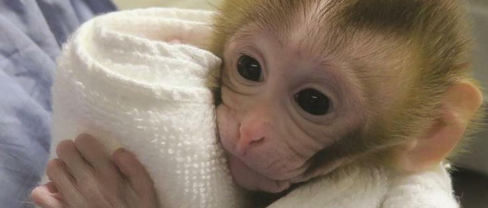 Ist der Affe gesund, freut sich der Forscher: Grady, erster Primat, der mit dem Verfahren gezeugt wurde, im Alter von zwei Wochen.