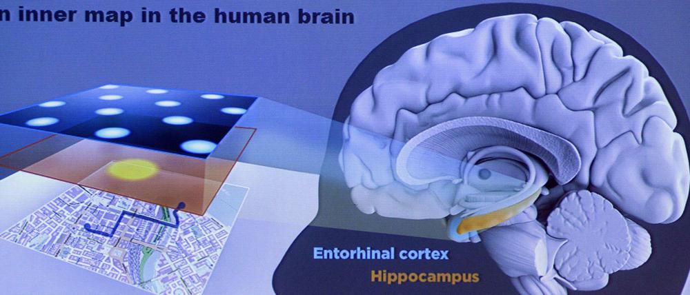 Zellen in zwei Hirnregionen, dem Hippocampus und dem entorhinalen Kortex, bilden das GPS-System des Menschen.