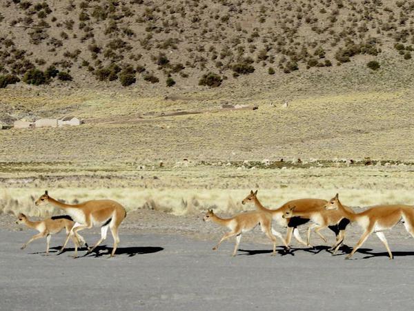 Eine Gruppe Vicuñas aus der Familie der Kamele läuft über eine Ebene in den Anden.