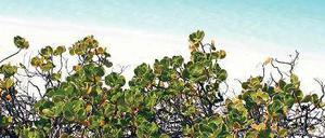 Der Meertraubenbaum Coccoloba: eine typische Pflanze für die Strände der Karibik.