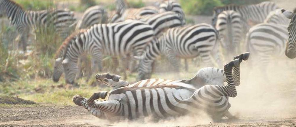 Forschung statt Foto-Safari: Wenn sich die Zebras aus dem Staub gemacht haben, sammeln die Wissenschaftler Kotproben ein.