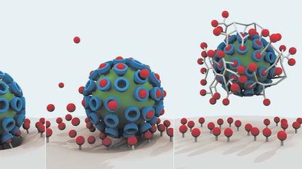 Diese drei Bilder zeigen die Virus-Zellbindung als ersten Schritt einer viralen Infektion (links) und wie sie durch klassische Wirkstoffe teilweise gehemmt wird (Mitte). Im Gegensatz dazu können multivalente Wirkstoffe (rechts) den Virus effizient abschirmen und die Infektion blockieren.