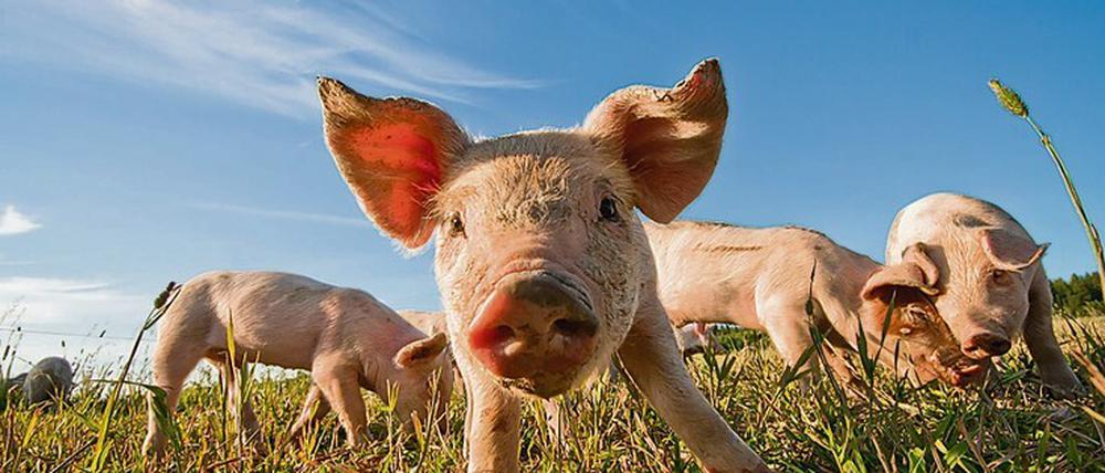FU-Wissenschaftler erforschen, wie Schweine optimal ernährt werden können.