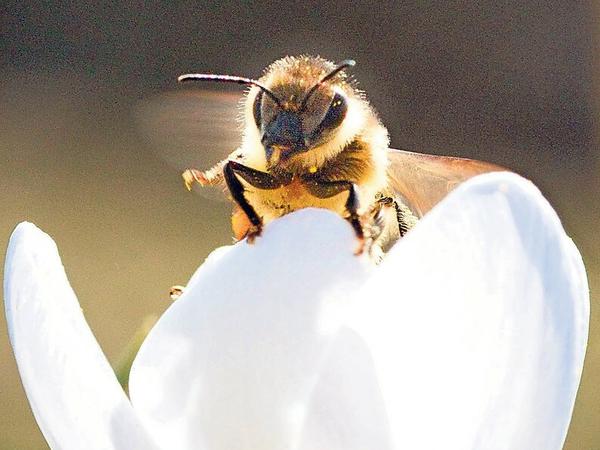Wenn die Krokusse blühen, beginnt die Zeit der Honigproduktion.
