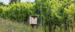 Ökologischer Weinanbau im Schweizer Kanton Thurgau.