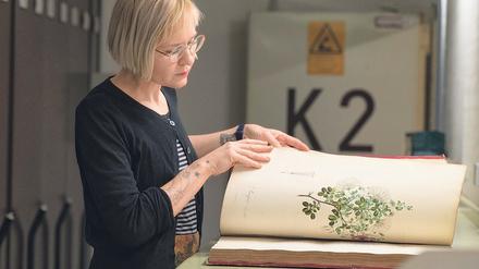 Prachtband: Lisa Trzaska recherchiert die Herkunft einer reichhaltig illustrierten Ausgabe von Alexander von Humboldts Reisebericht.