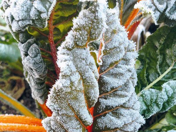 Mangold, gefrostet. Das Gemüse hält bis zu zwölf Grad minus aus. 