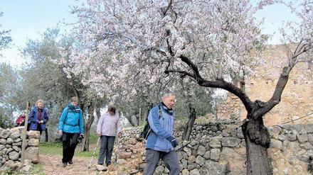 Hier blüht den Wanderern was. Die milden Temperaturen lassen die Mandelbäume auf Mallorca in diesem Jahr besonders früh ausschlagen.