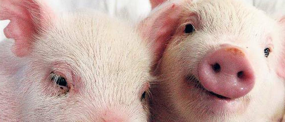 Forscher putzen Viren aus dem Schweineerbgut und passen (wie bei diesen beiden Schweinen aus Südkorea) Gene so an, dass Organe der Tiere vom Immunsystem des Menschen besser toleriert und damit transplantierbar werden.