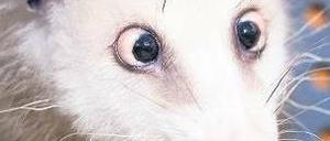 Gut genährt. Dem Opossum Heidi quillt das Fett aus den Augen. Es schielt nicht, sondern ist schlicht zu gut genährt, vermuten Forscher. Der Leipziger Zoo hält dagegen. Foto: p-a/dpa