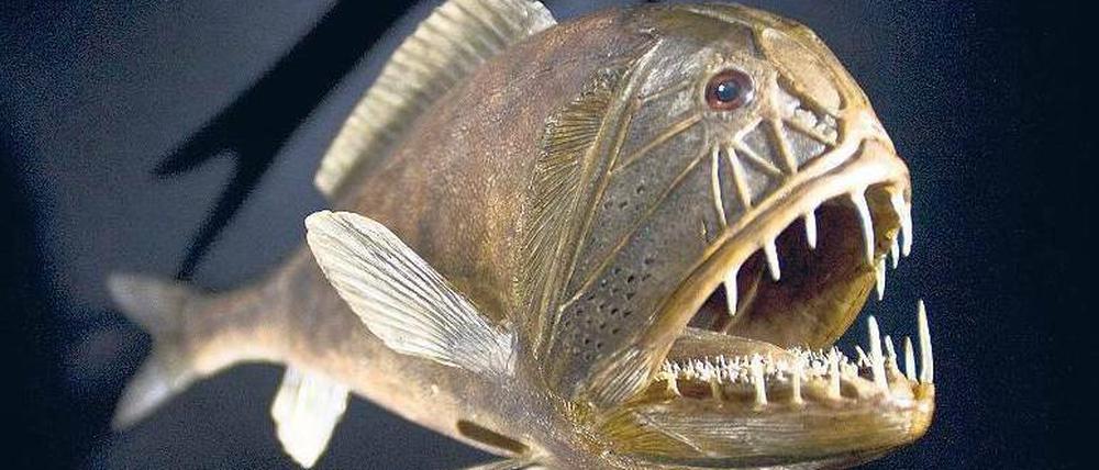 Eine andere Welt. In den Tiefen der Meere leben viele ungewöhnliche Tiere, wie etwa dieser Fangzahnfisch. Foto: picture alliance/ZB