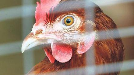 Allein in der Masse. Bis zu 20 000 Hühner werden in australischen Ställen gehalten. Die Impfstoffe werden ihnen über das Trinkwasser verabreicht. 