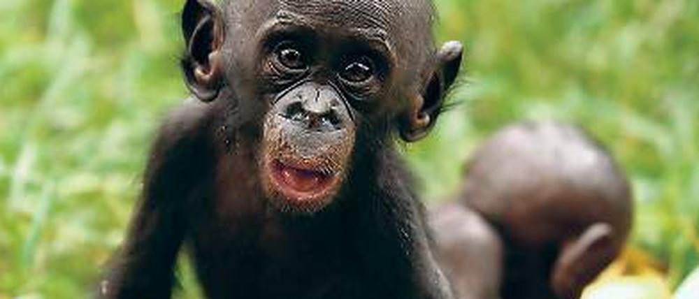Netzwerker. Sozialer Austausch ist Bonobos wichtiger als Vorräte. 