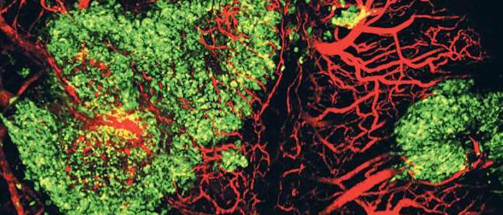 Teil des Körpers. Diese Aufnahme zeigt, wie die Leber (grün) mit den Blutgefäßen der Maus (rot) verbunden ist. 