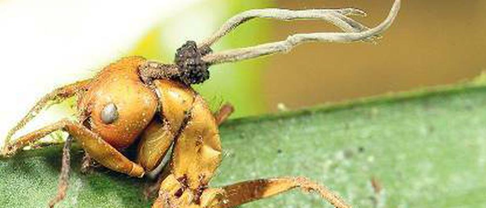 Heimliche Herrscher. Einige Parasiten können den Willen ihres Wirts kontrollieren, wie der Pilz Ophiocordyceps, der Ameisen in Zombies verwandelt.