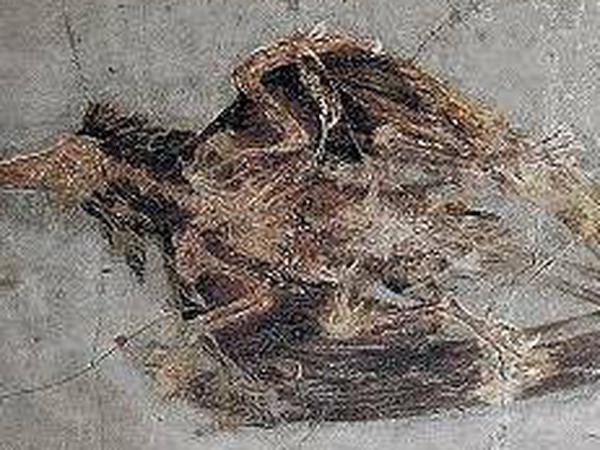 Gesichert. Auch ein Foto des Urvogels Confuciusornis aus dem Naturhistorischen Museum Wien wurde eingelagert. 
