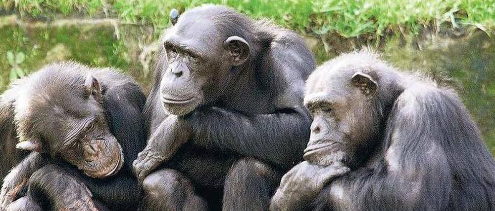Schimpansengruppe