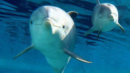 Freundlich und schlau. Das Image der Delfine war bislang makellos. Womöglich ist es aber mit ihren intellektuellen Fähigkeiten doch nicht so weit her, wie sich nun herausstellt. Foto: Reuters