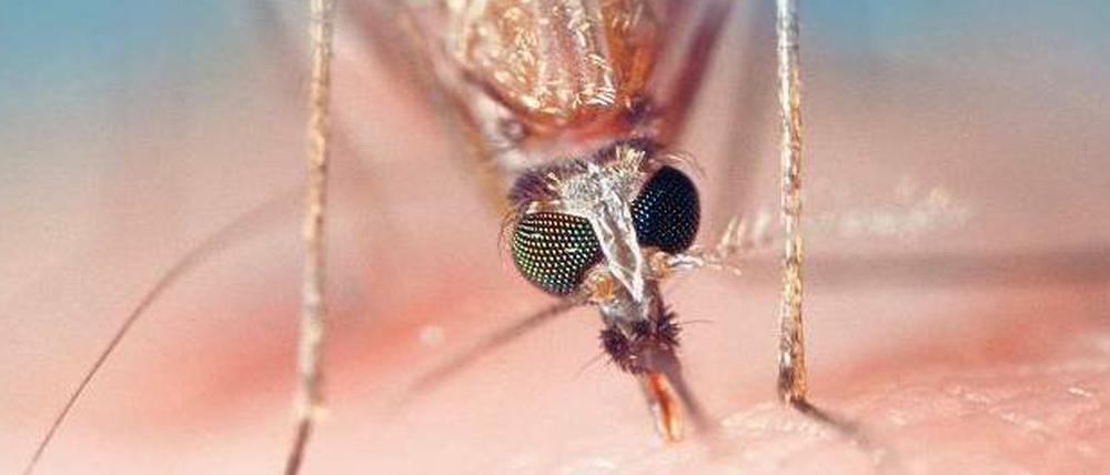 Überträger. Eine Mücke sticht in die Haut. Mit ihrem Speichel gelangen die Erreger in die Blutbahn des Menschen. 