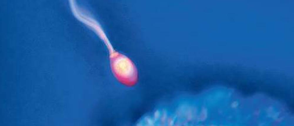 Lebendig. Für die erfolgreiche Befruchtung einer Eizelle sind intakte Samenzellen nötig. Das Verfahren von Pera und Kollegen könnte ein Schritt in diese Richtung sein. Sie erzeugten Spermienvorläufer aus Stammzellen. 